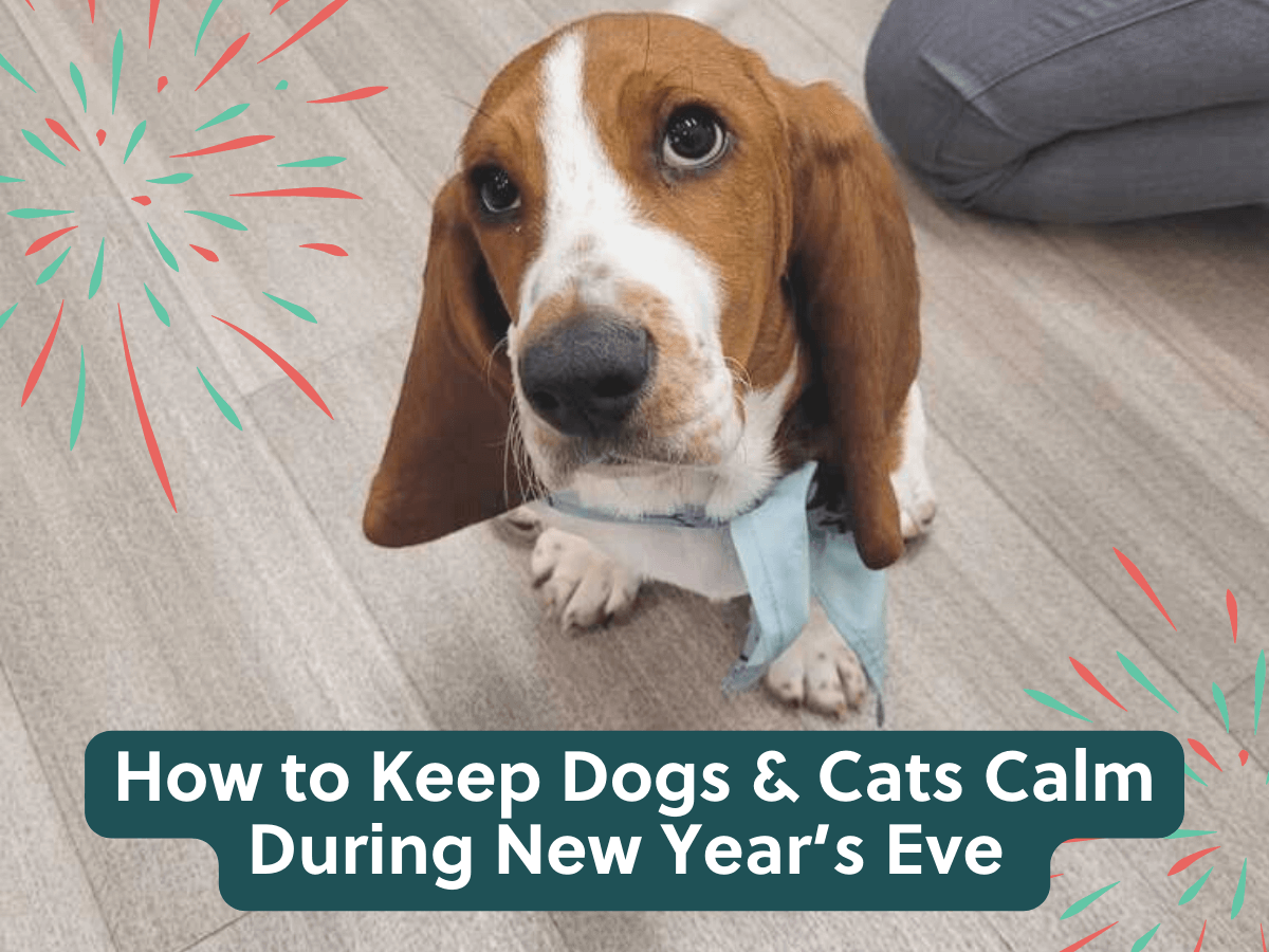 How to Keep Dogs and Cats Calm During New Year's Eve